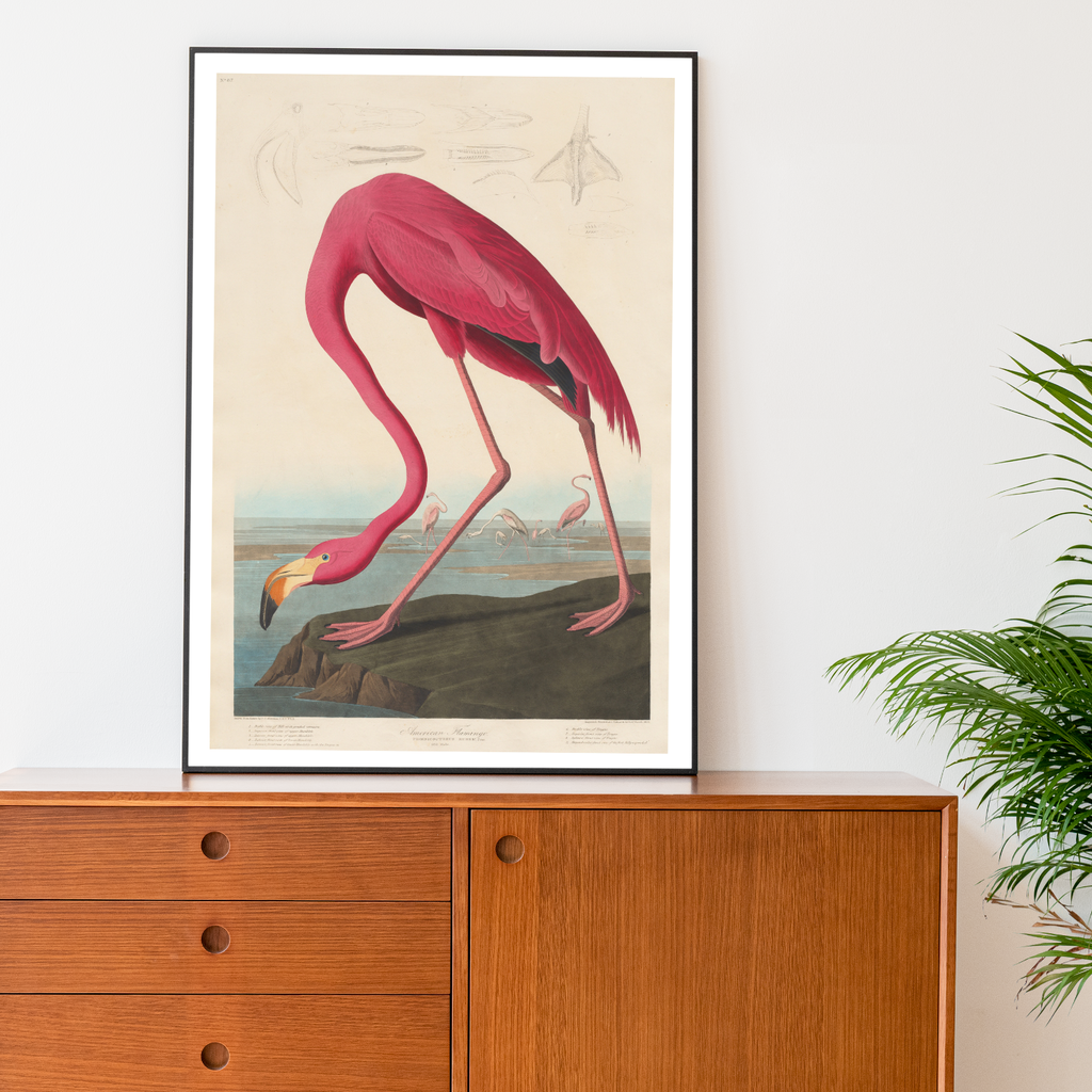 Fine Art Print: 'American Flamingo' by  John James Audubon- A vibrant depiction of an elegant flamingo in its natural habitat.