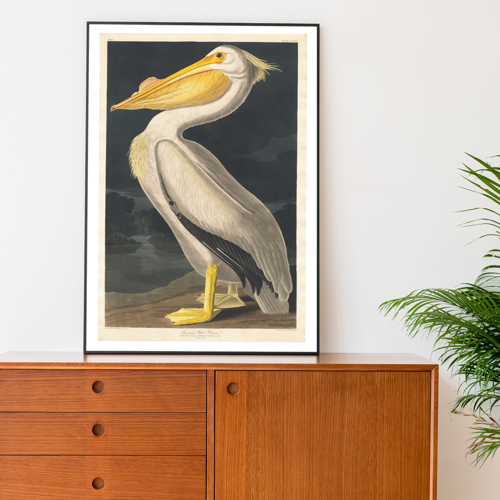 Fine Art Print: 'American White Pelican' by John James Audubon - A majestic portrayal of an American white pelican in its natural habitat