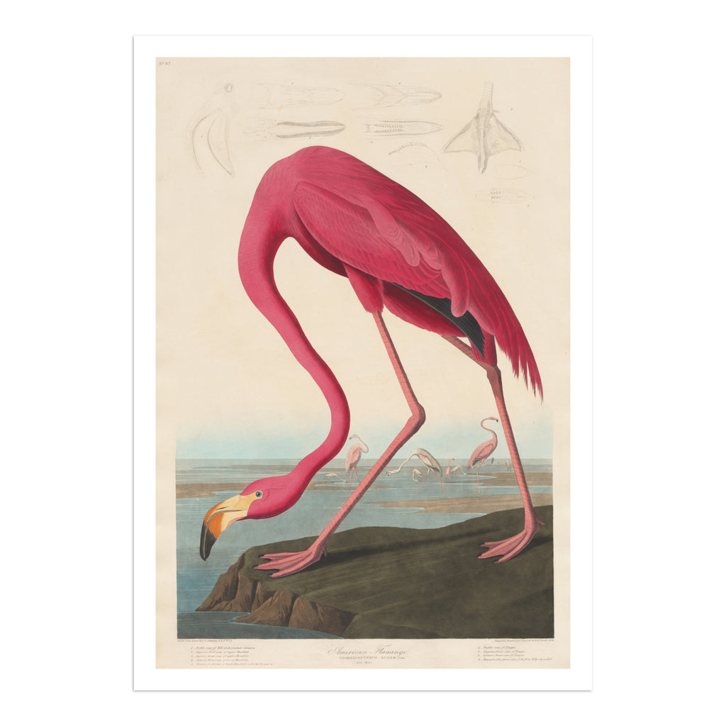 Fine Art Print: 'American Flamingo' by John James Audubon - A vibrant depiction of an elegant flamingo in its natural habitat.