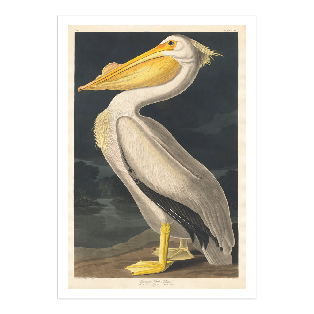 Fine Art Print: 'American White Pelican' by  John James Audubon - A majestic portrayal of an American white pelican in its natural habitat